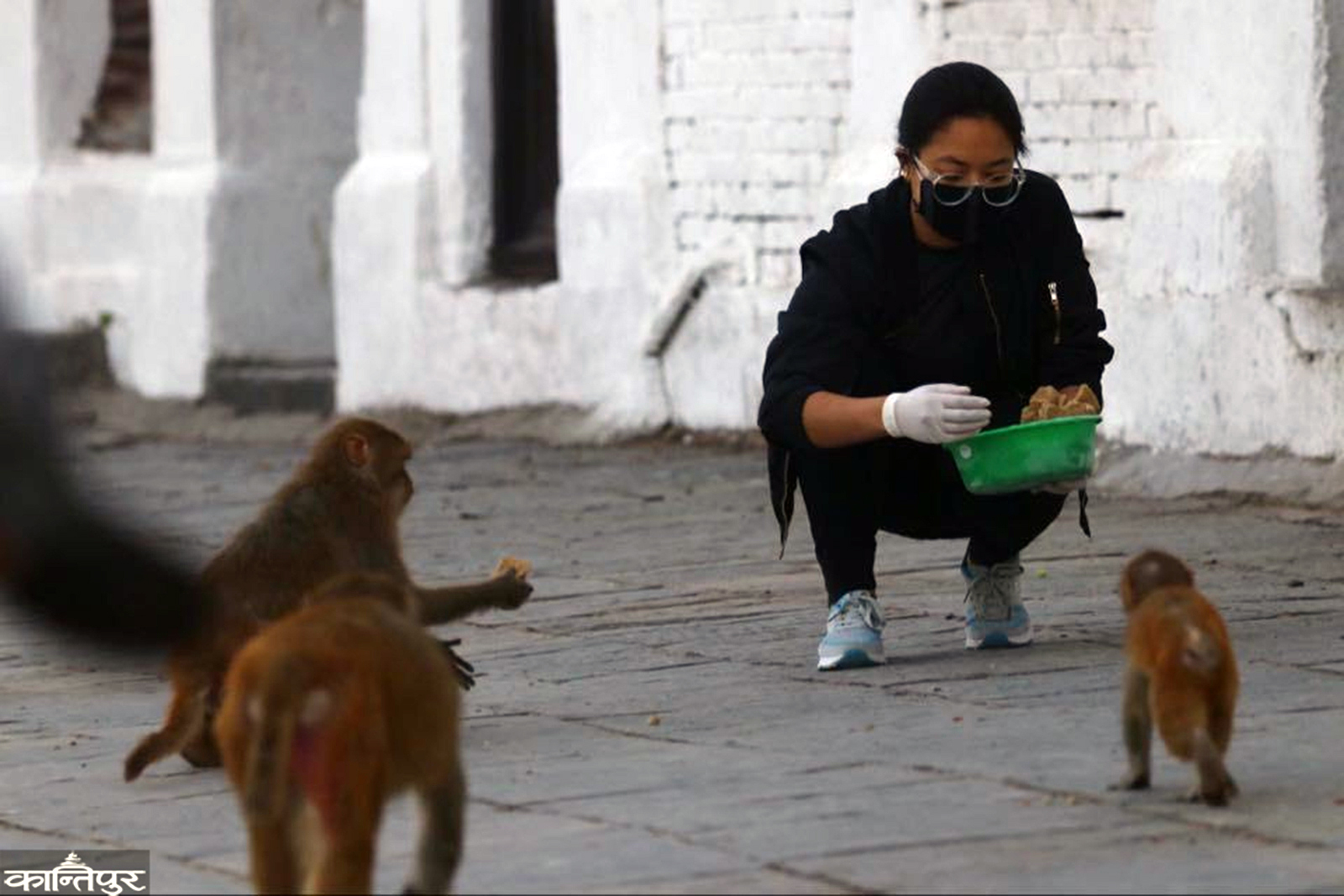 foto-reportaje-voluntarios-al-rescate-de-macacos-en-nepal-dando-de-comer-a-los-monos8.jpg