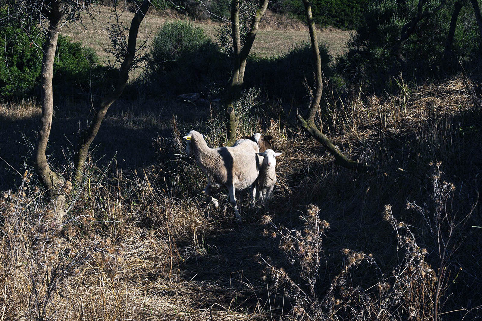foto3-lugares de aventura-como descubrir los secretos mejor guardados y autenticos de menorca-ovejas-julia-miralles.jpg