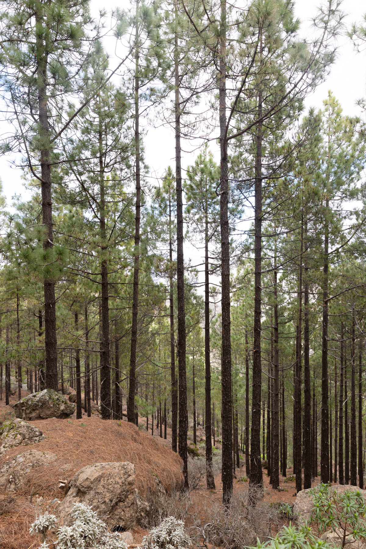 Pinus canariensis, llegando a Roque Nublo. Fotografía: Júlia Miralles Larrègola