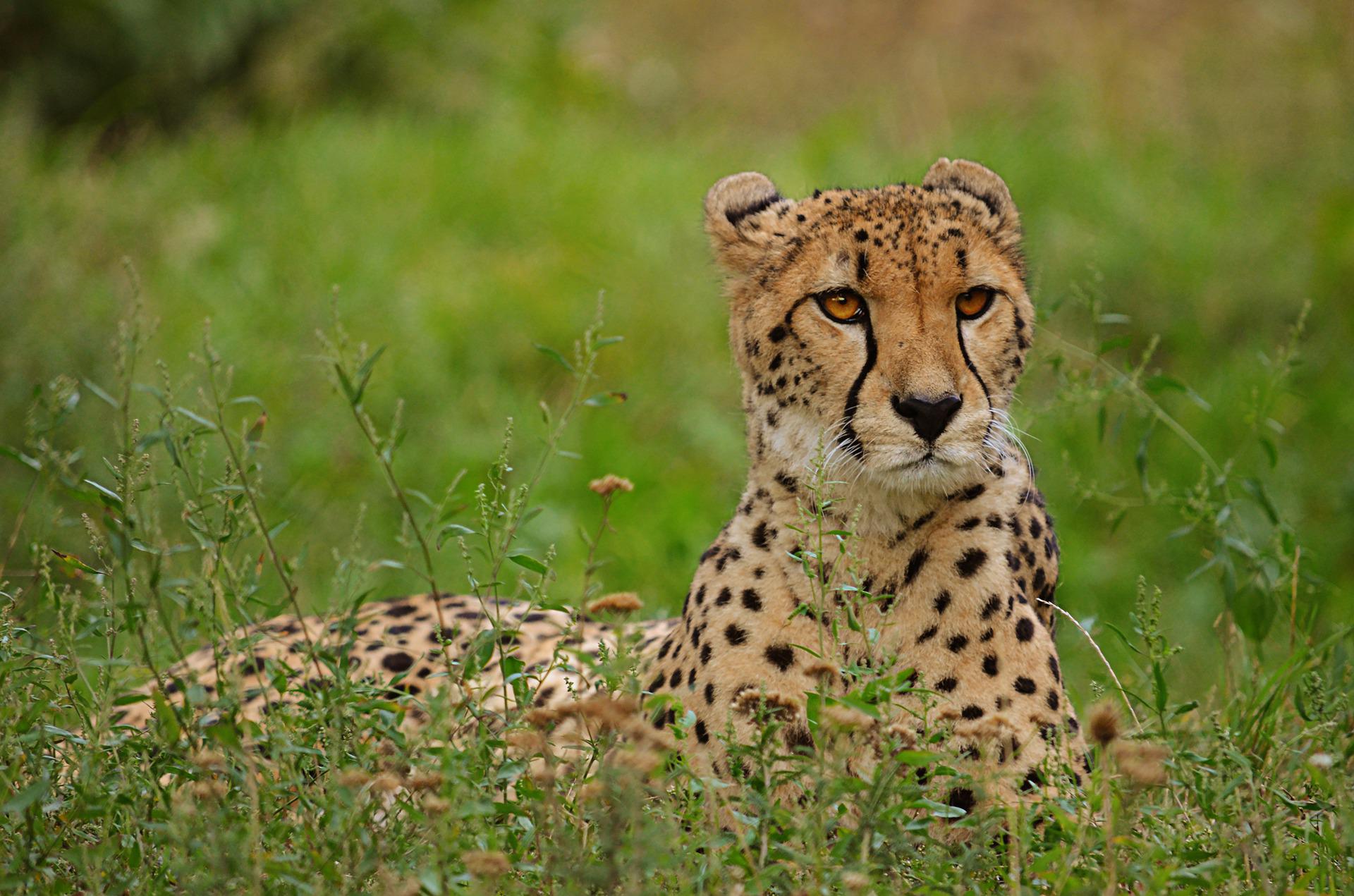 leopardo