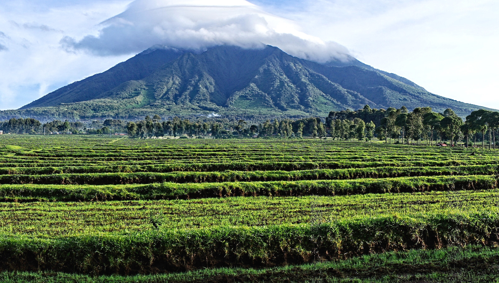 Parque Nacional Volcanes. Ruanda. Foto Shutterstock.