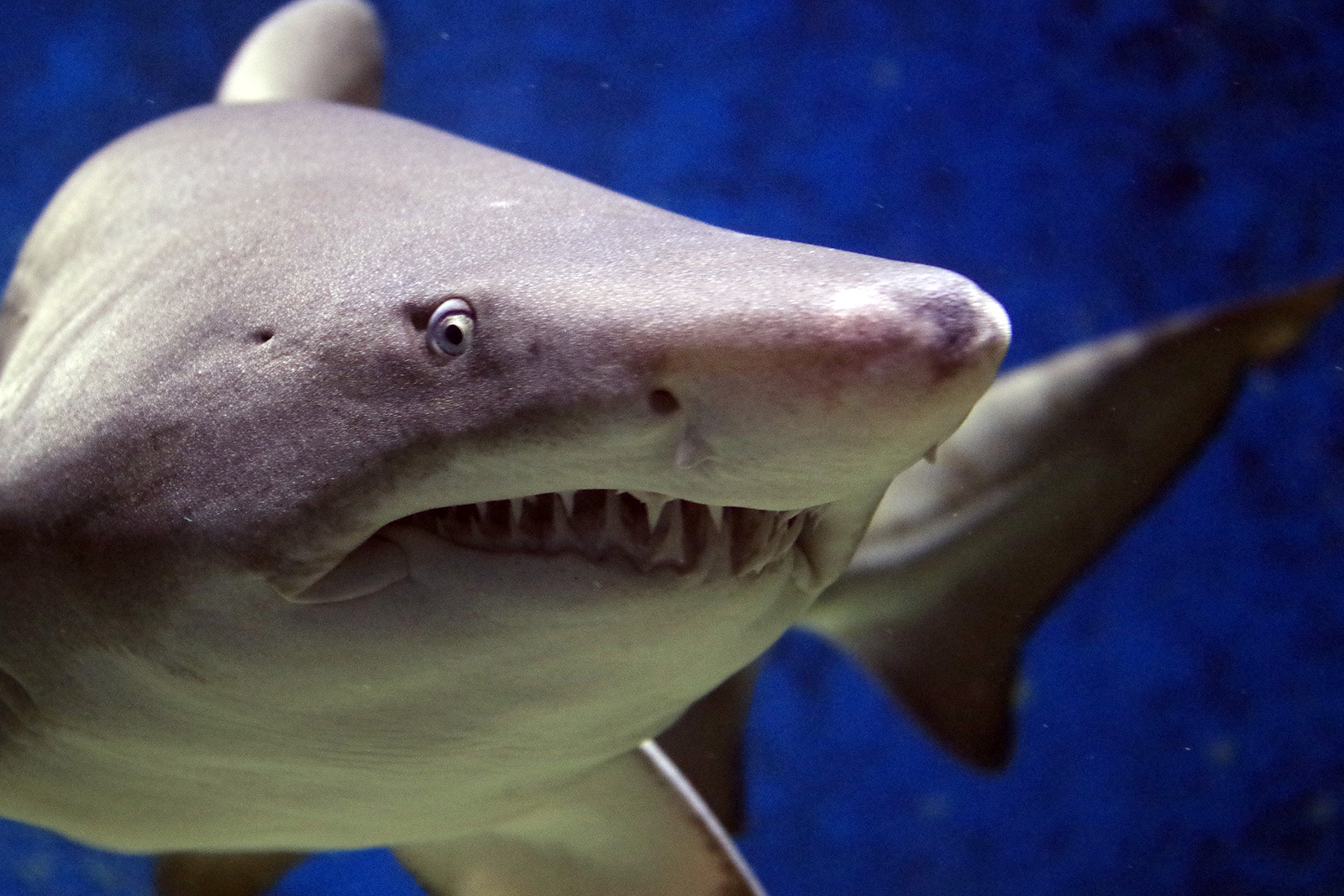 tiburon-blanco-sudafrica-pixabay-Fgyongyver.jpg 