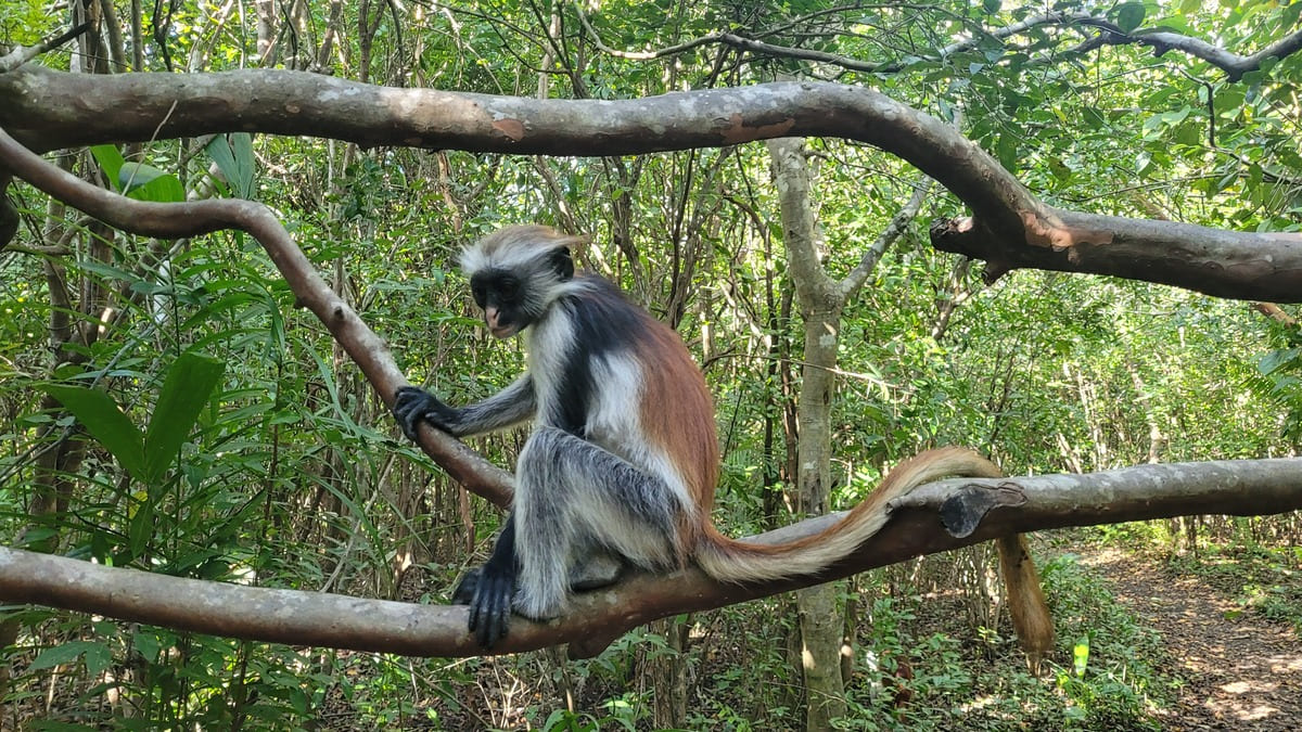 El colobo rojo, endémico de Zanzíbar, en el Parque de Jozani-Lali Ortega Cerónjpg