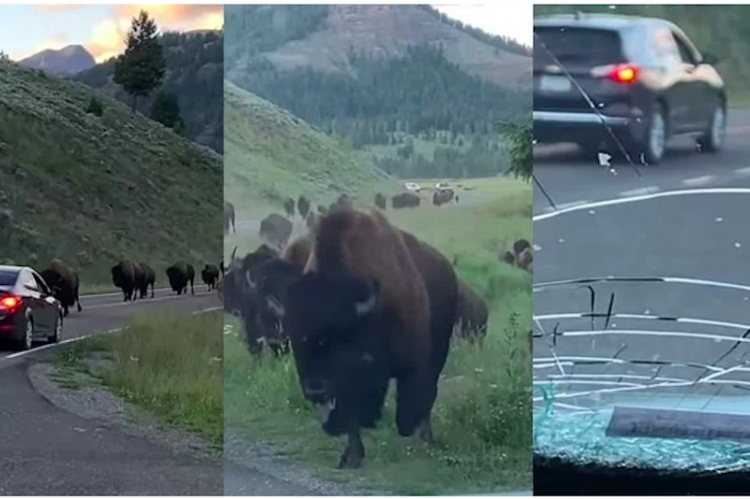 Nuevo susto en Yellowstone: una familia queda atrapada en medio de una estampida de bisontes