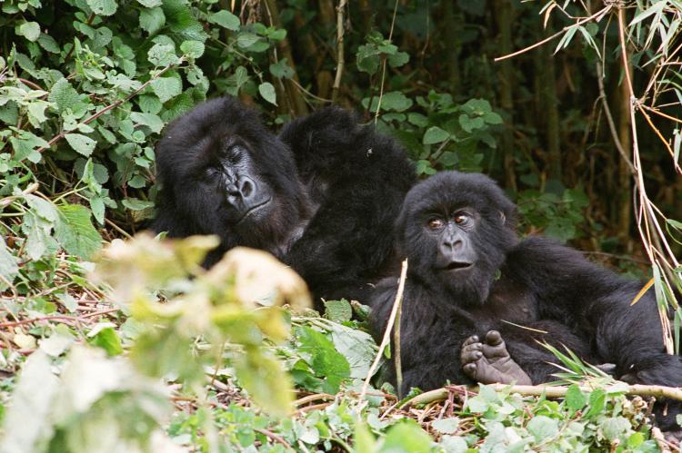 Una aventura en busca de los imponentes Gorilas de Ruanda