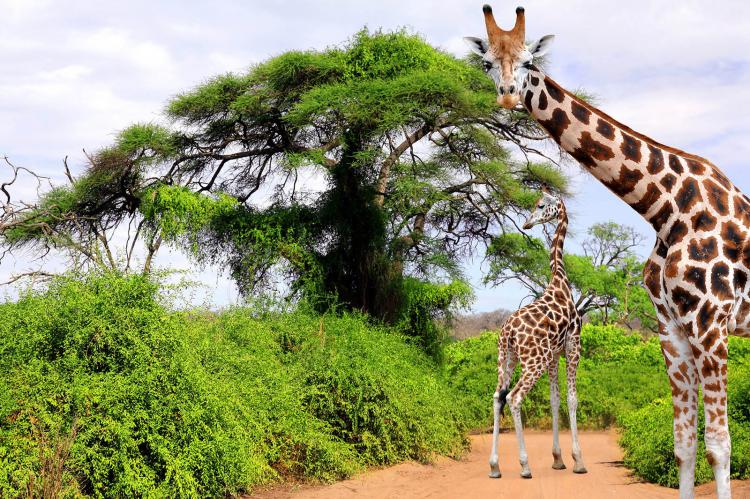 Jirafas en el Parque Kruger. Shutterstock