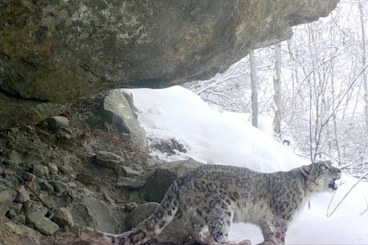 Filman al leopardo de las nieves, en peligro de extinción, en diversas partes de Asia