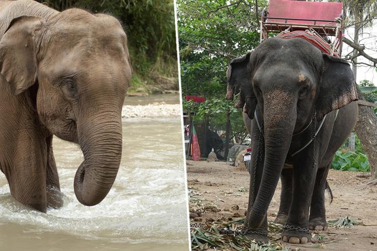 Miles de elefantes utilizados para el turismo se mueren de hambre en Tailandia