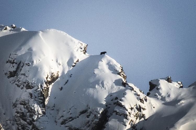 oso inmortalizado en una cresta