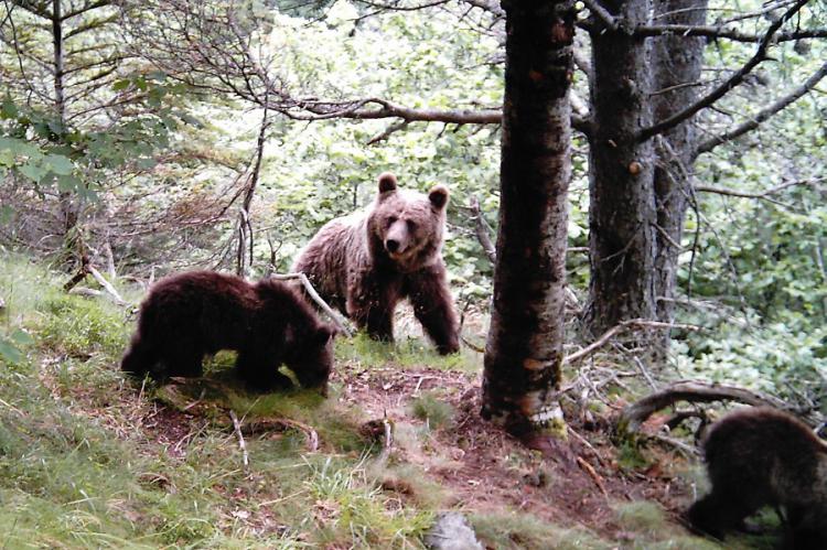 Crece la población de osos en el Pirineo y ya son más de 50