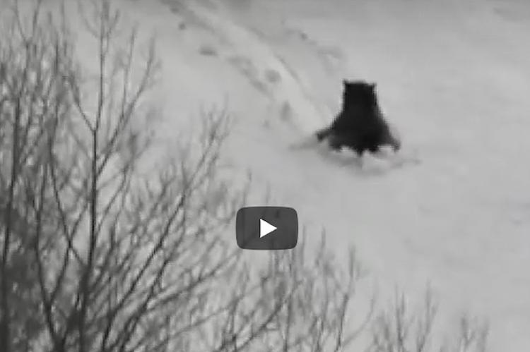 Uno de los ejemplares se desliza esquiando solo por una colina cubierta de nieve sin ser molestado por nadie.