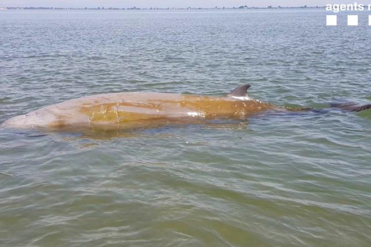 Liberada una ballena de cinco metros varada en el delta del Ebro