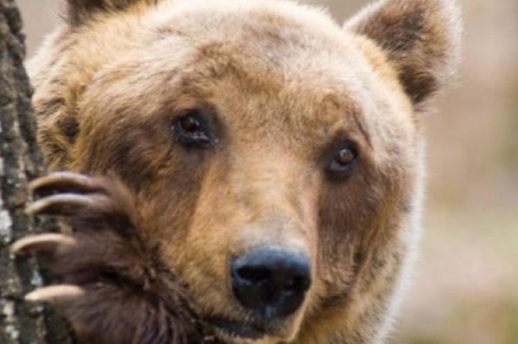 Oso pardo. Su peso varía, desde los 100 hasta los 600 kg.