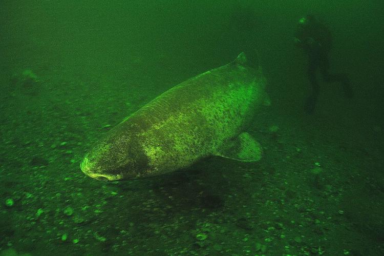 Photo © Jeffrey Gallant | GEERG.ca vía Greenland Shark Research