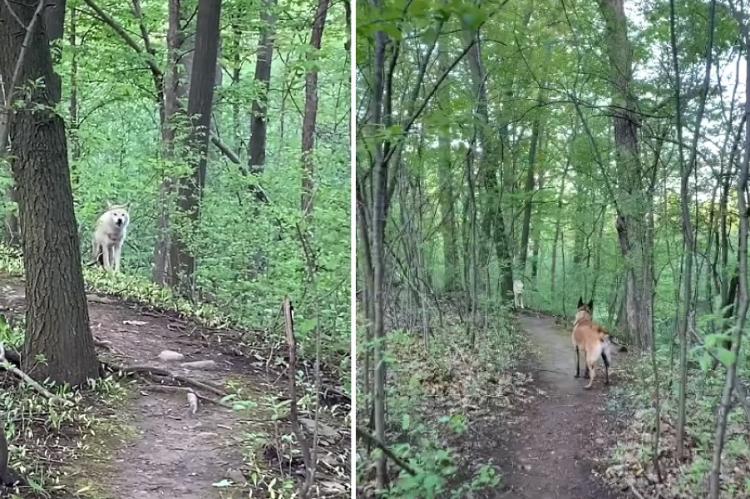 Tenso encuentro con un lobo blanco filmado el 27 de mayo en Oakville