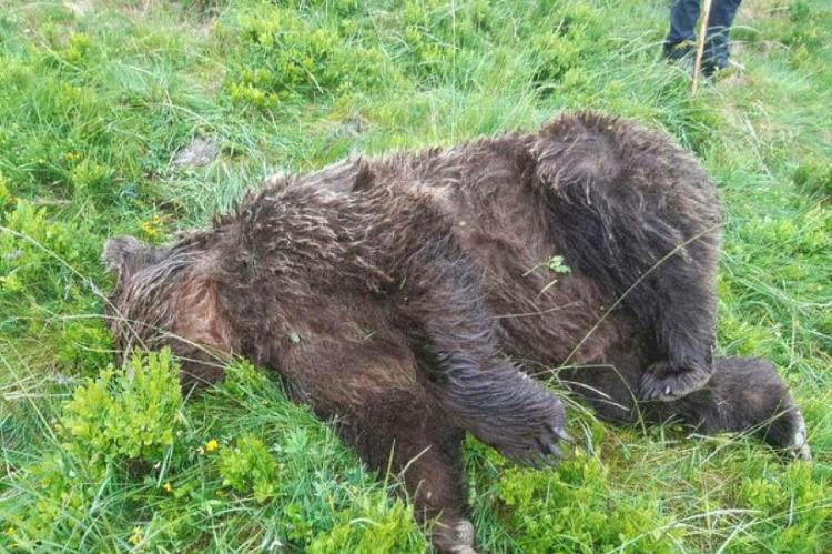 Pirineos / Ariège - Un oso encontrado muerto