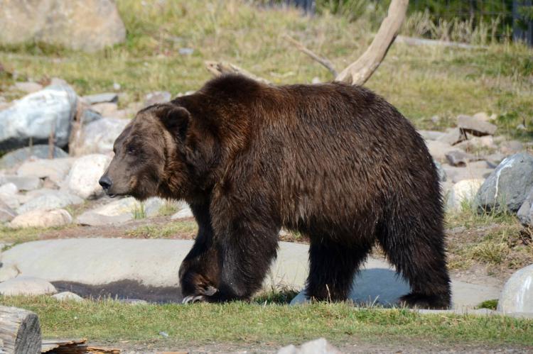 Imagen de archivo. Oso Grizzli en Montana. Foto Pixabay