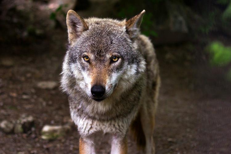 Hay unos 7.000 lobos en la provincia de Alberta.