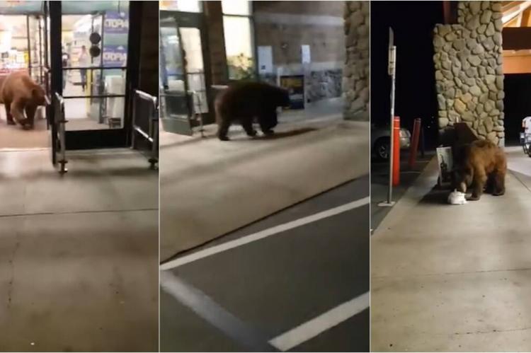 Un oso entra en un supermercado y roba una bolsa de patatas