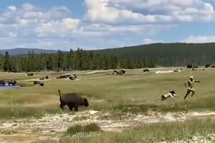 Vídeo: Escapa de un bisonte de 900 kg en Yellowstone haciéndose la muerta 