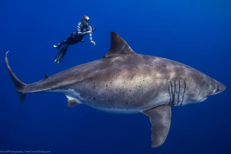  Los tiburones blancos son inusuales en Hawaii y, con una longitud de 6 metros, este era grande.