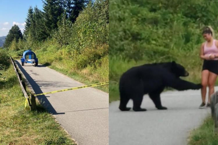 Fotomontaje de la trampa para capturar al oso negro y éste en el momento de "tocar" a la mujer que caminaba por el sendero.