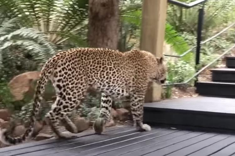 Un leopardo busca comida en… un restaurante a plena luz del día