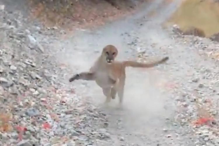 Un puma amenaza a un excursionista “solo” porque quería filmar a sus cachorros en Utah