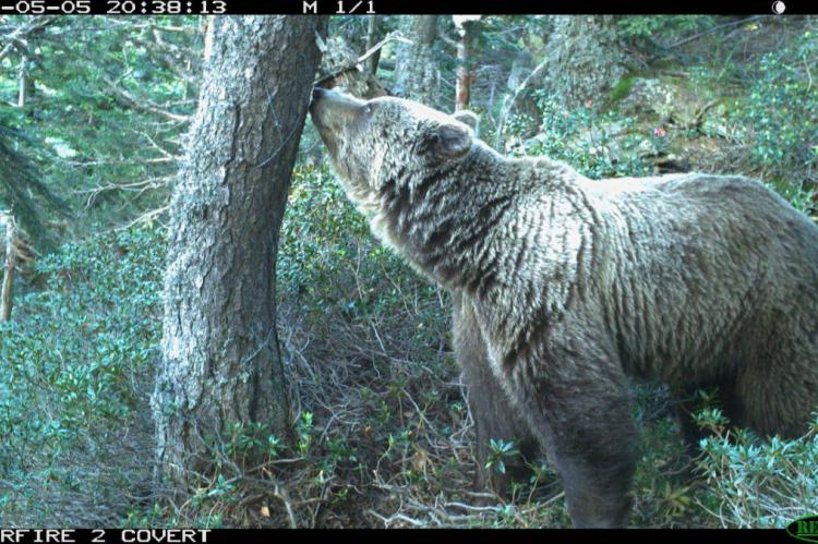 La población de osos en los Pirineos sigue creciendo y llega a 64 ejemplares
