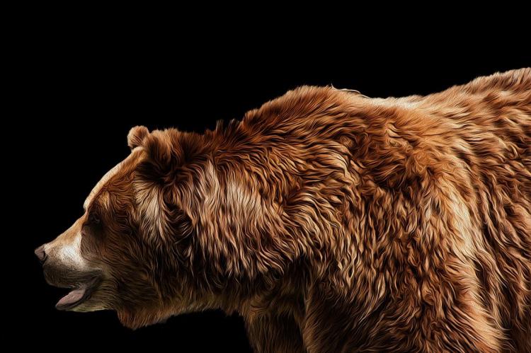 Un oso persigue a un "runner" durante más de media milla en el Grand Teton National Park