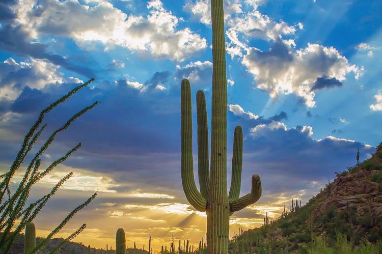 El saqueo y el mercado negro están dejando los desiertos sin cactus