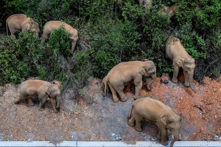 Una manada de elefantes siembra el caos en China tras escaparse de una reserva natural