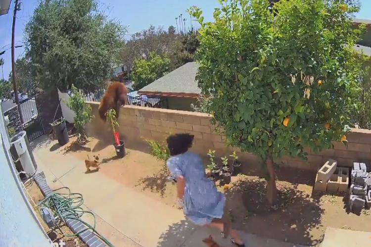 Vídeo: Una joven empuja a un oso para proteger a sus perros cuando intentaba entrar en el patio de casa