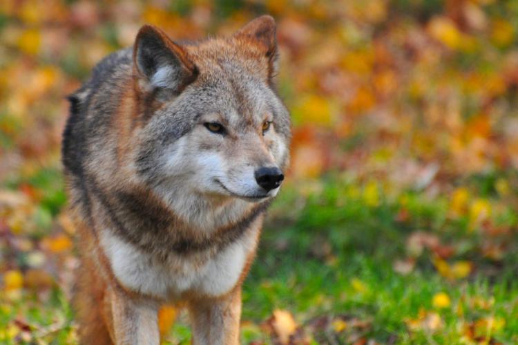 Graban a un lobo junto al refugio de Coma de Vaca, en el Pirineo catalán