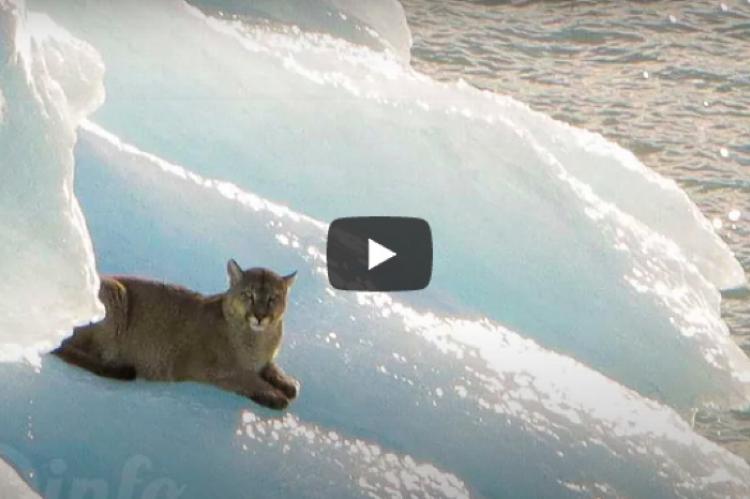 Un puma queda atrapado en un lago de El Calafate para atracción de los turistas