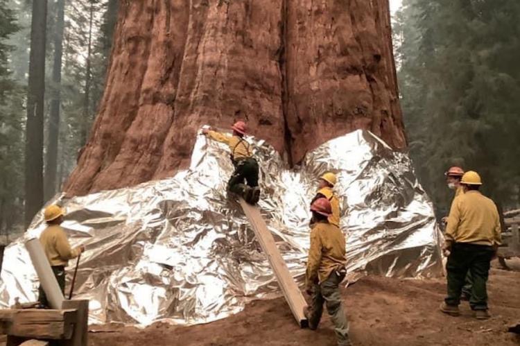 California envuelve los árboles más grandes del mundo con papel de aluminio para protegerlos de los incendios
