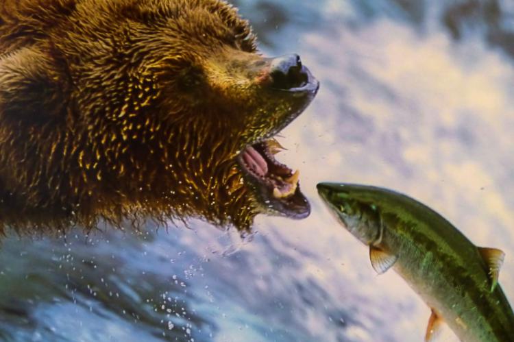 Vídeo: Las impactantes imágenes de los osos pescando salmones en Brooks Falls (Alaska)