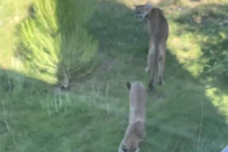 La cantante del Sueño de Morfeo defiende a su hijo del ataque de un puma a puñetazos