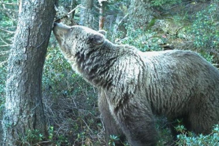 La población de osos sigue aumentando en el Pirineo: Ya hay 70 ejemplares
