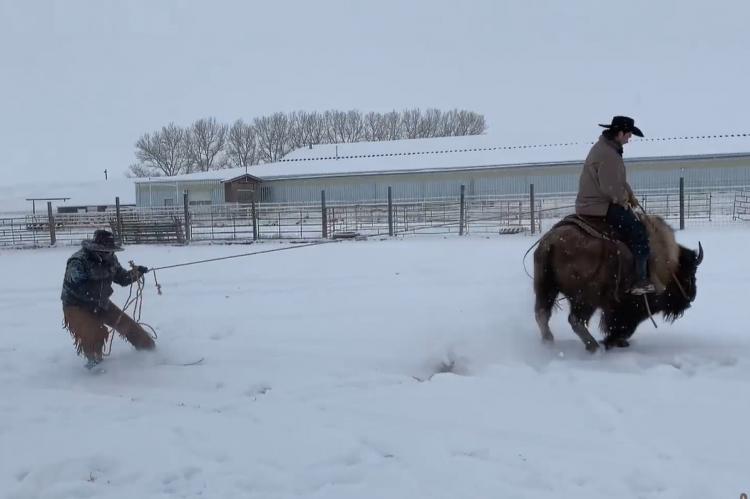 Skijoring: Practicando snowboard arrastrado por un bisonte