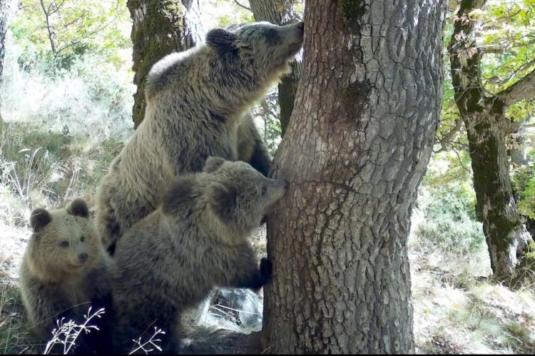 El programa LoupO ha contabilizado un mínimo de 70 osos y 8 lobos en el Pirineo