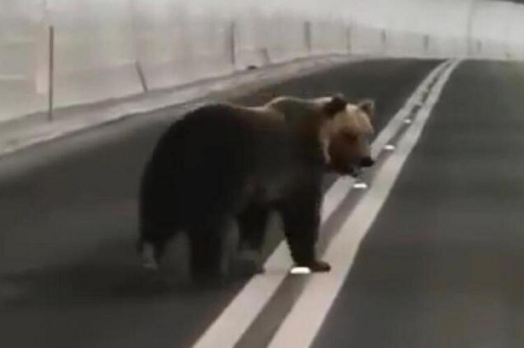 Un oso asustado dentro de un túnel en Italia causa la alarma entre los conductores