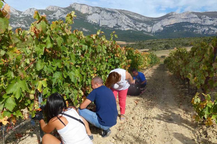 Cinco experiencias enoturísticas para vivir la vendimia en La Rioja alavesa
