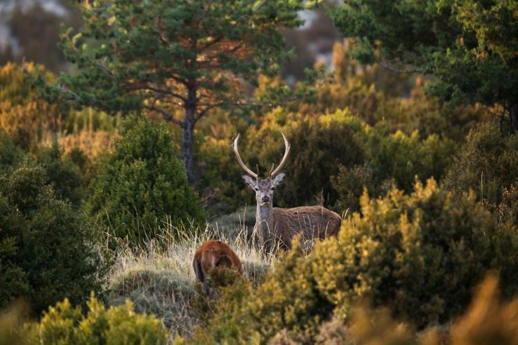 La berrea del ciervo, la excusa para hacer ecoturismo en Lleida este otoño