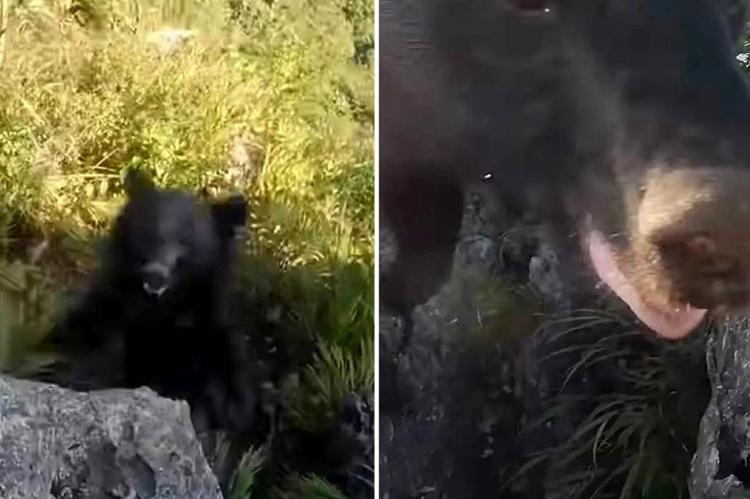 El increíble vídeo de un excursionista luchando contra un oso en una montaña de Japón 