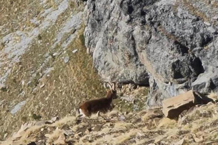La cabra montés vuelve a Ordesa dos décadas después de su extinción