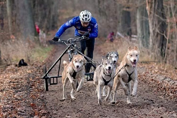 Más de 40 españoles participan en el Campeonato de Europa Mushing Tierra en Alemania