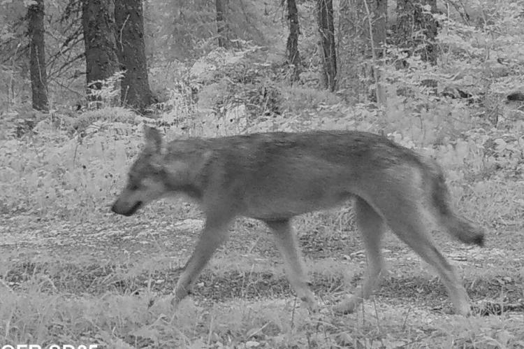 Una estación de esquí francesa suspende las excursiones con raquetas por la presencia del lobo