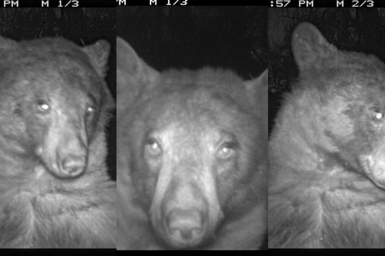 Un oso se hace 400 selfis con una cámara de vigilancia