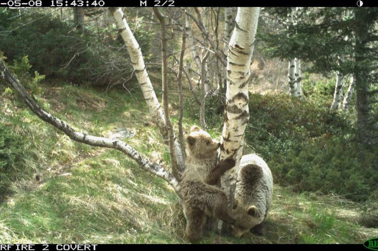 El nacimiento de 13 cachorros aumenta a 76 la población de osos pardo en el Pirineo